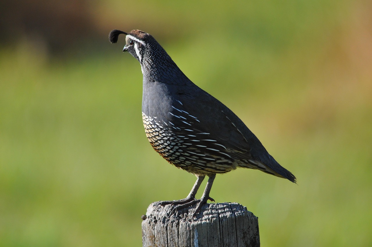Californian quail, nature, new zealand — Navigating Hormonal Wellness: Choosing the Best Online TRT Clinic