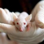 animal testing mandate