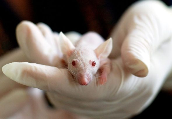 animal testing mandate