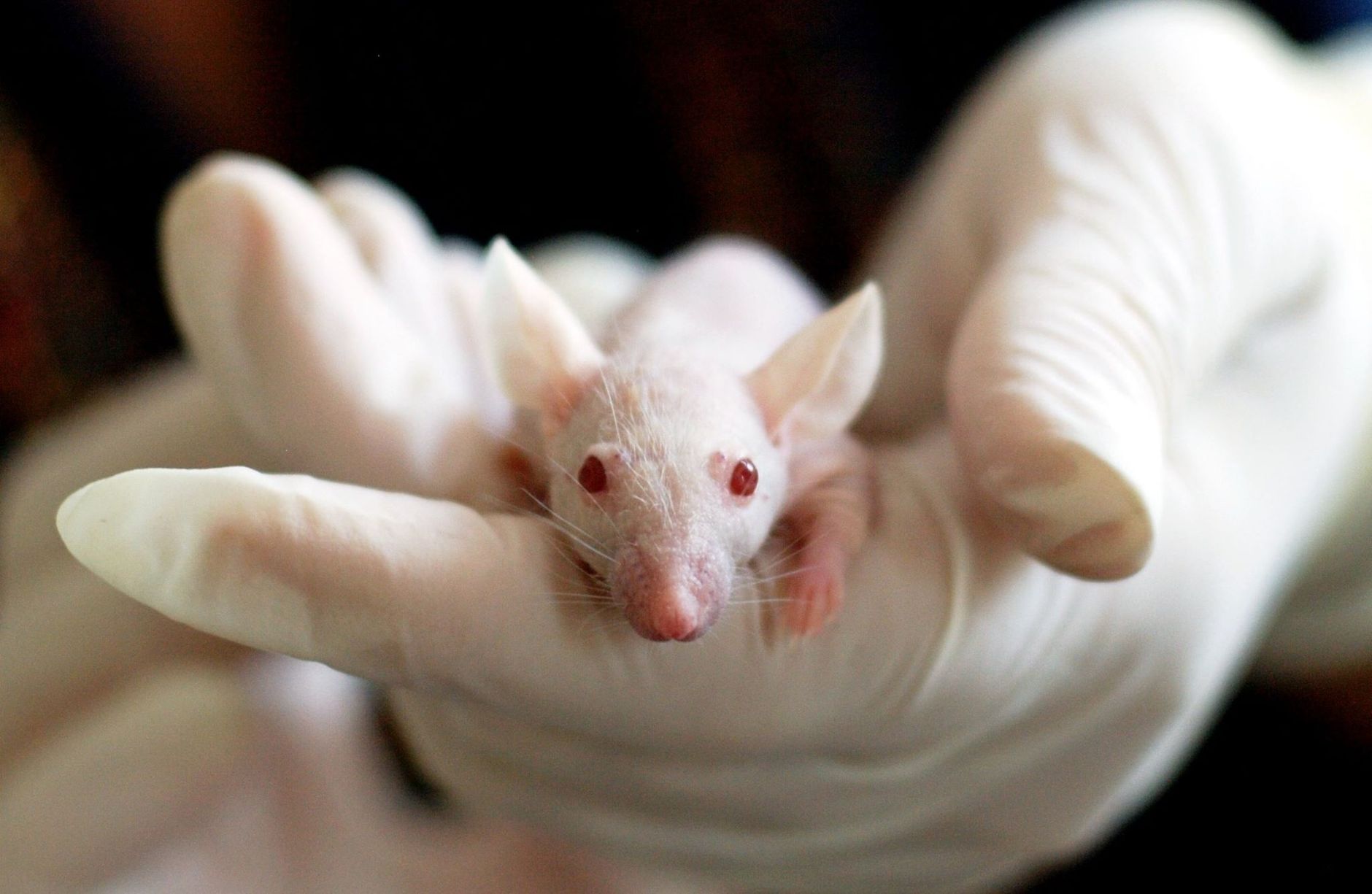animal testing mandate