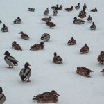 Duck season rulemaking