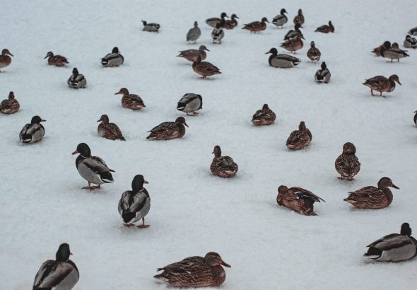 Duck season rulemaking