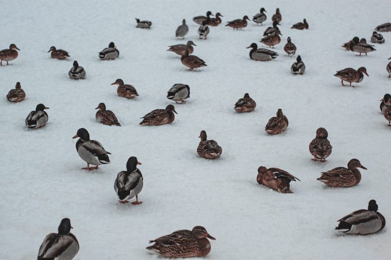 Duck season rulemaking