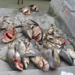 anti-slaughter law