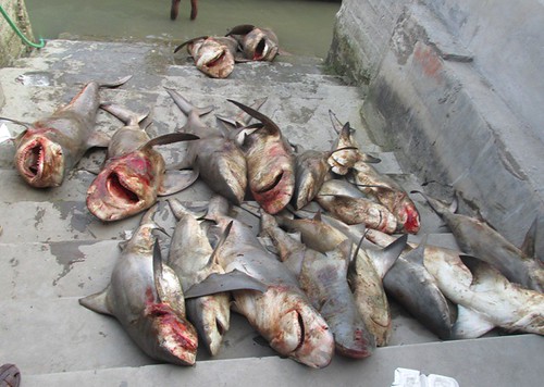 anti-slaughter law