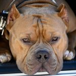 XL Bully dog law