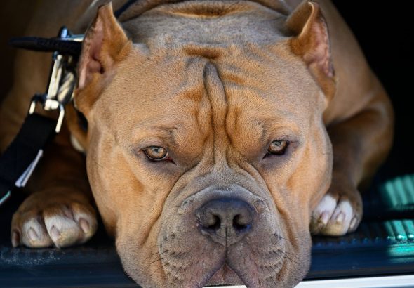 XL Bully dog law