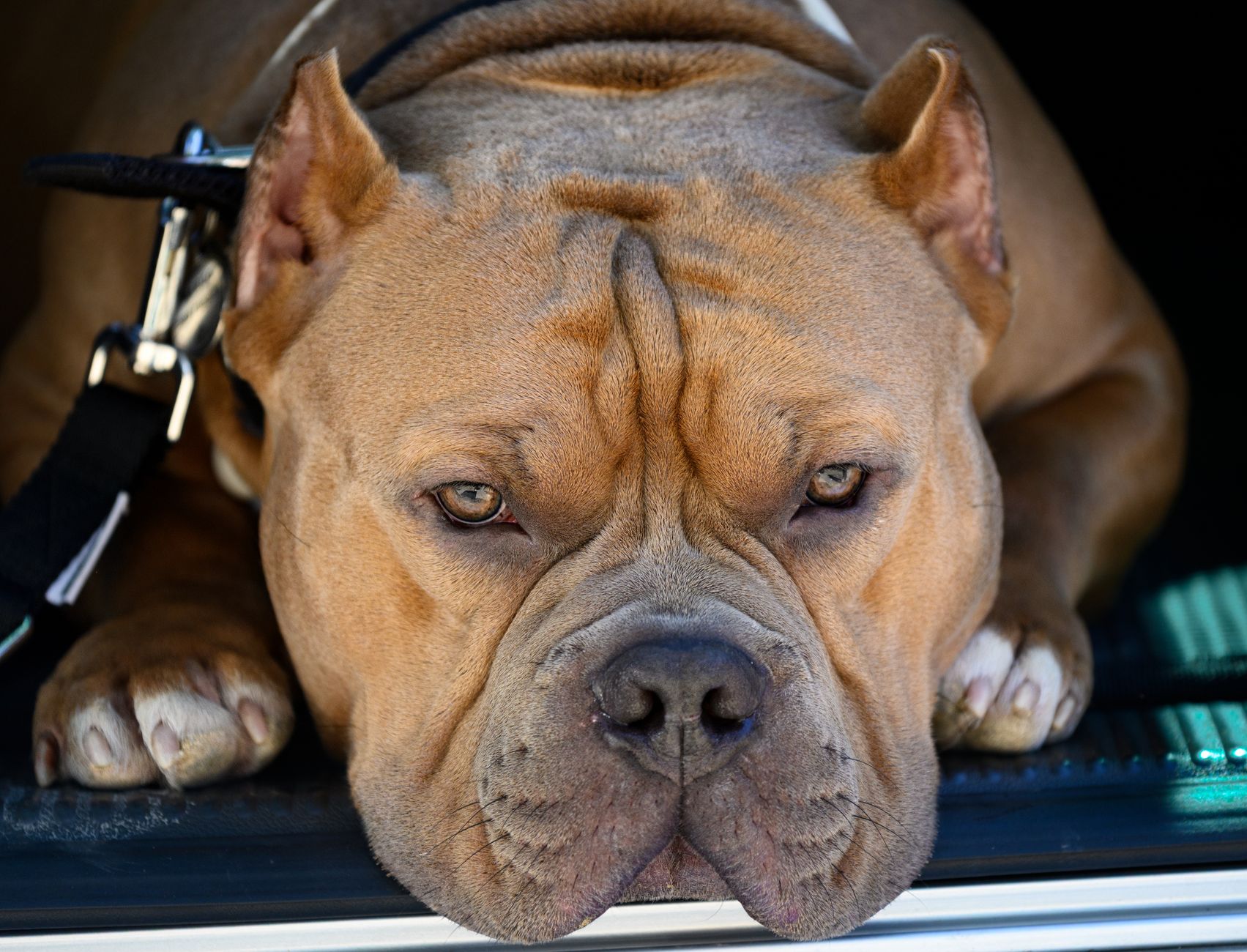 XL Bully dog law